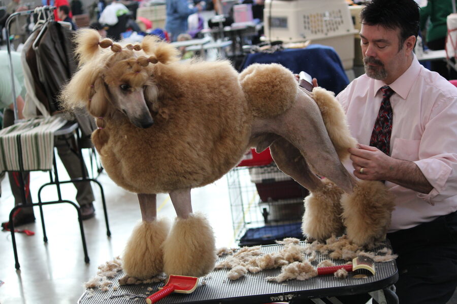 Poodle grooming