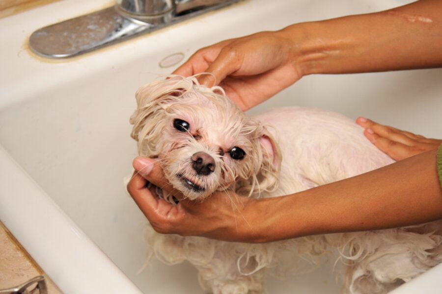 Dog bath